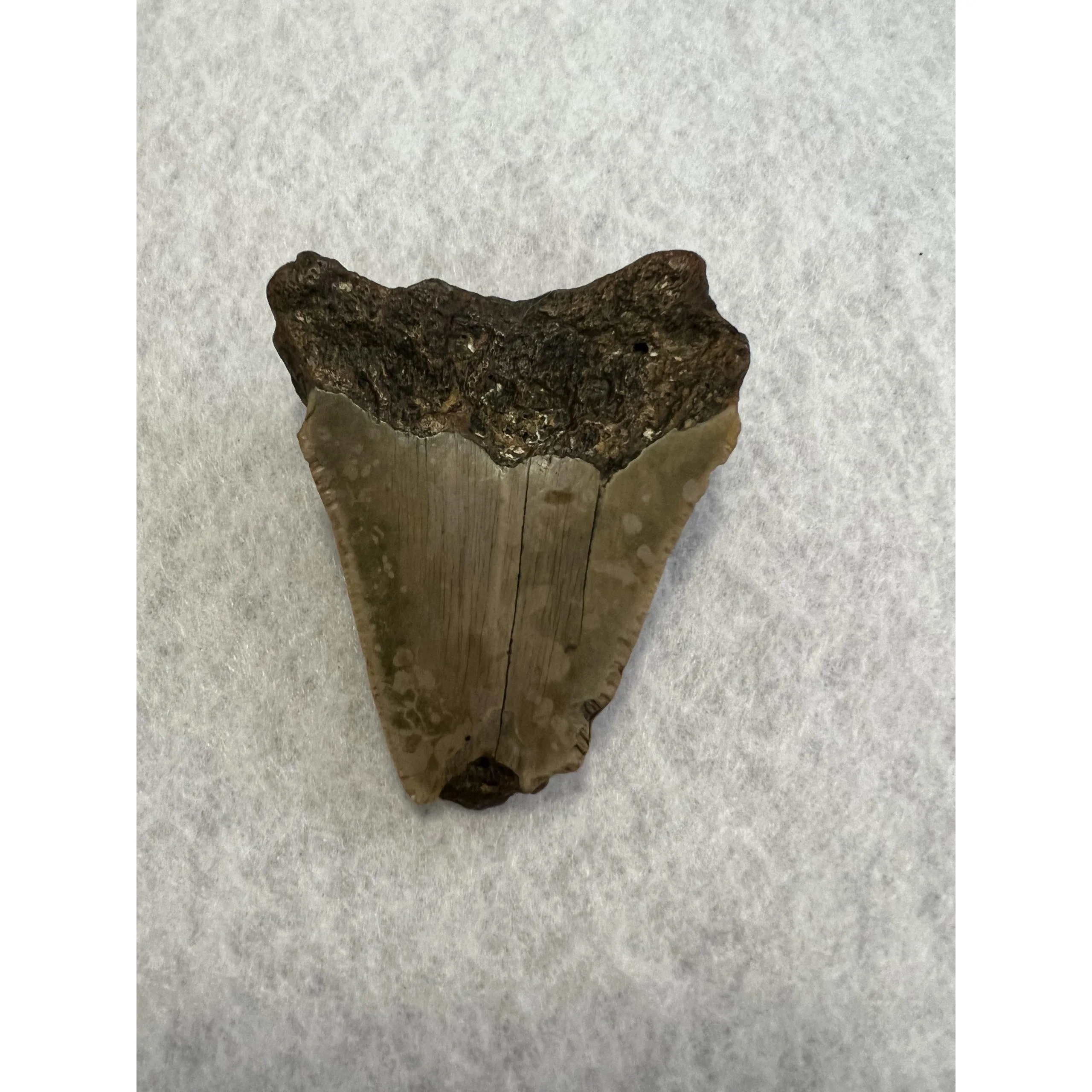 Megalodon Partial Tooth, South Carolina, 2.78 inch Prehistoric Online