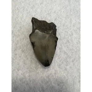 Megalodon Partial Tooth  South Carolina 2.78 inch Prehistoric Online