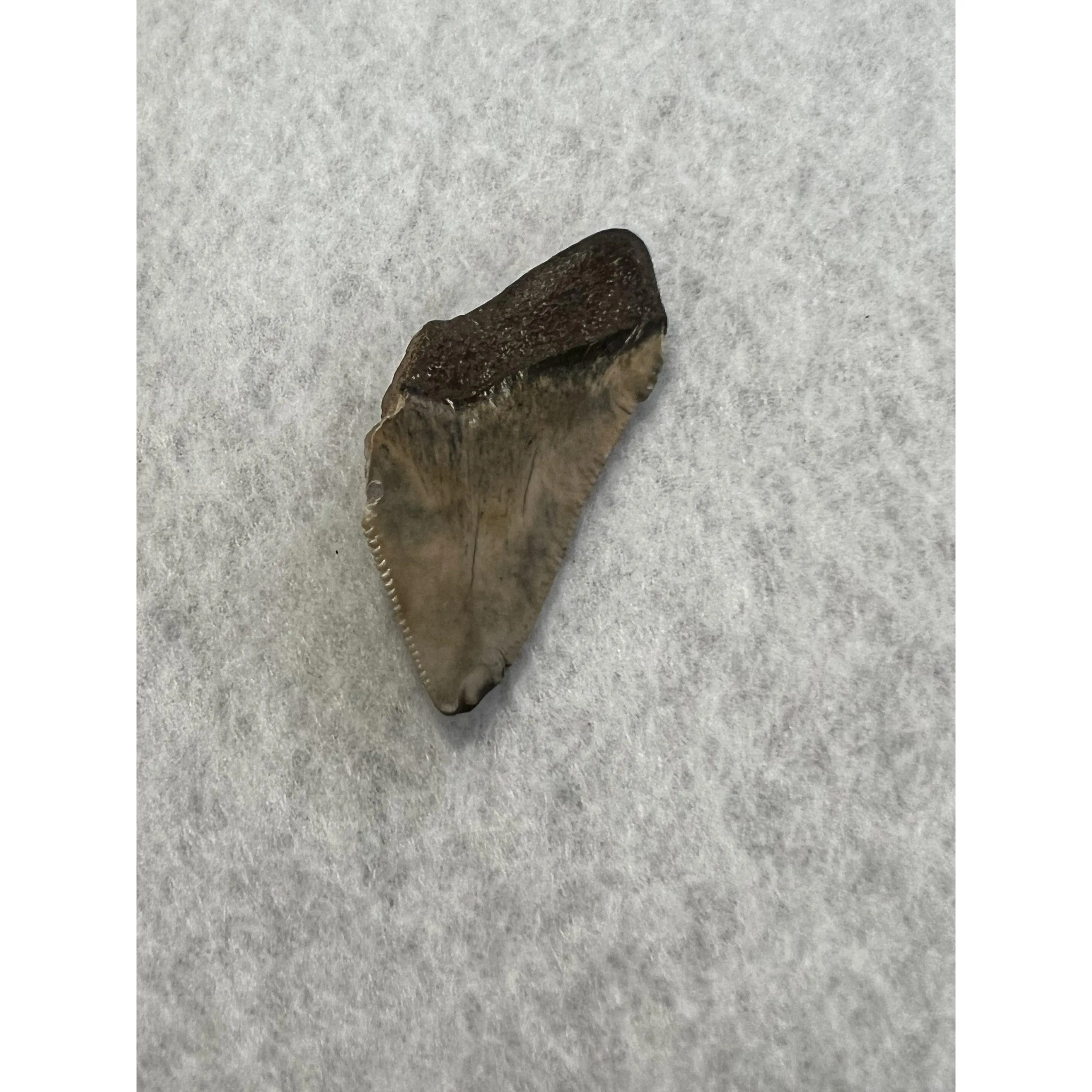 Megalodon Partial Tooth  South Carolina 1.90 inch Prehistoric Online