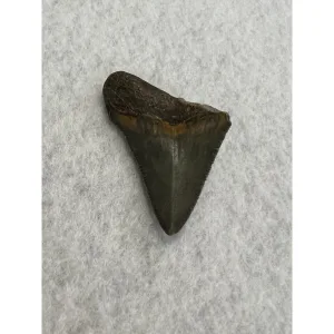 Megalodon Partial Tooth  South Carolina 2.10 inch Prehistoric Online