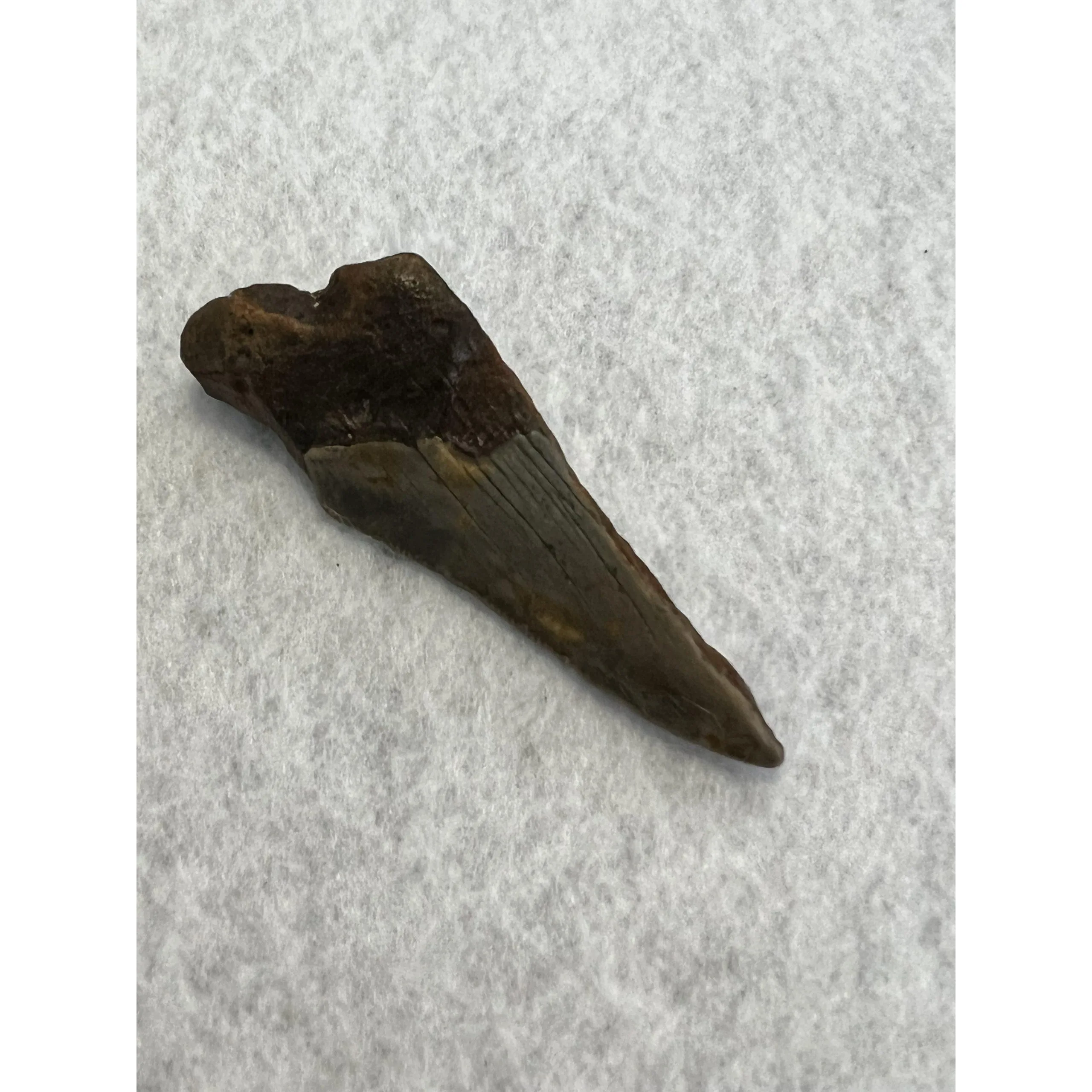 Megalodon Partial Tooth, South Carolina, 3.60 inch Prehistoric Online
