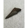 Megalodon Partial Tooth  South Carolina 3.60 inch Prehistoric Online