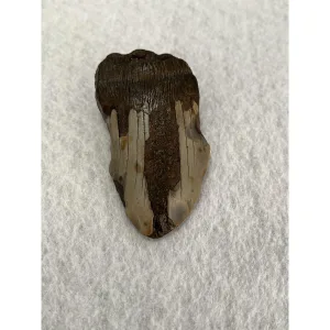 Megalodon Partial Tooth  South Carolina 3.50 inch Prehistoric Online