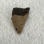 Megalodon Partial Tooth  South Carolina 2.40 inch Prehistoric Online