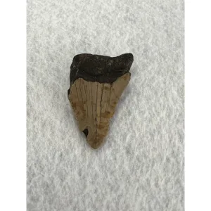 Megalodon Partial Tooth  South Carolina 2.40 inch Prehistoric Online