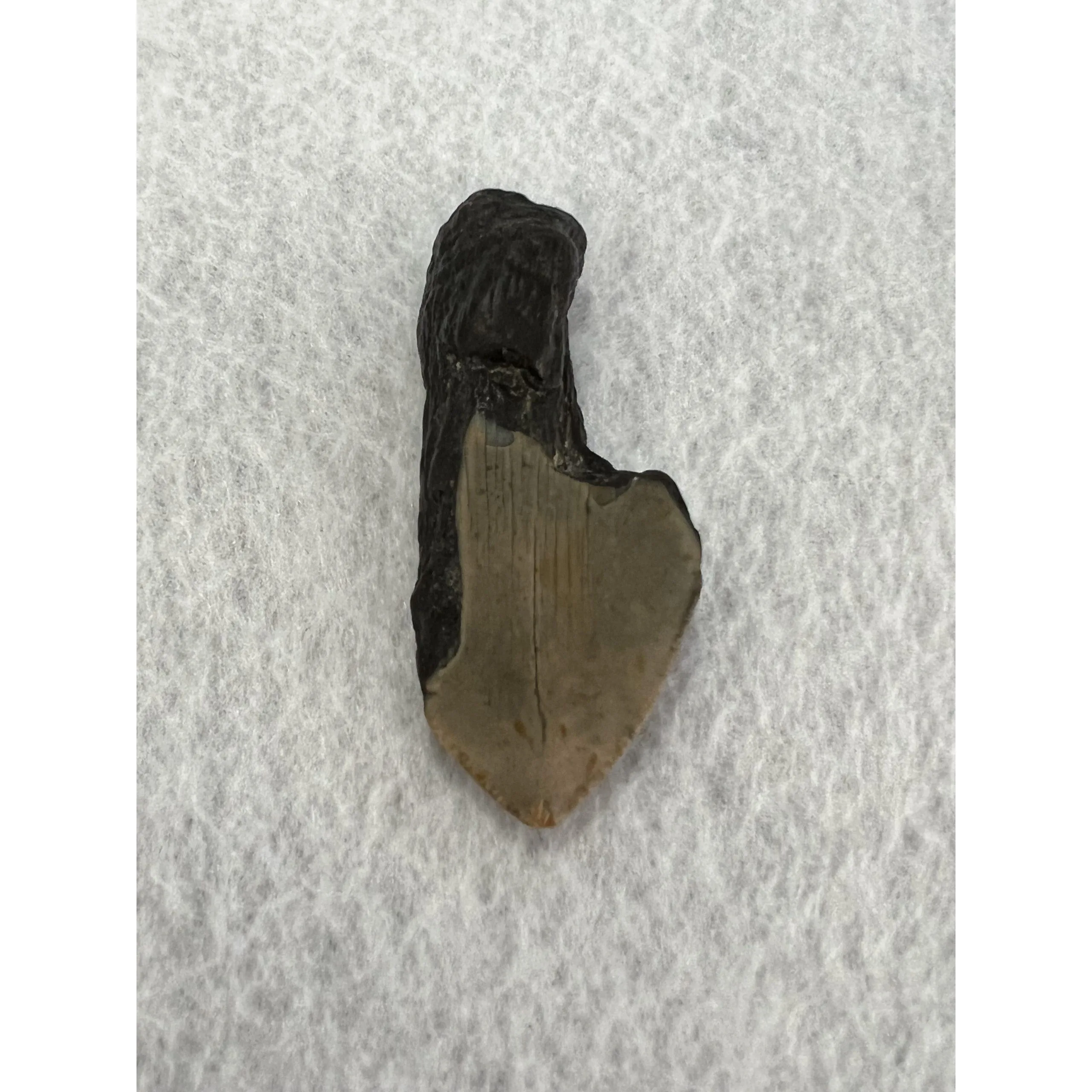 Megalodon Partial Tooth, South Carolina, 3.20 inch Prehistoric Online
