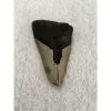 Megalodon Partial Tooth  South Carolina 4.15 inch Prehistoric Online