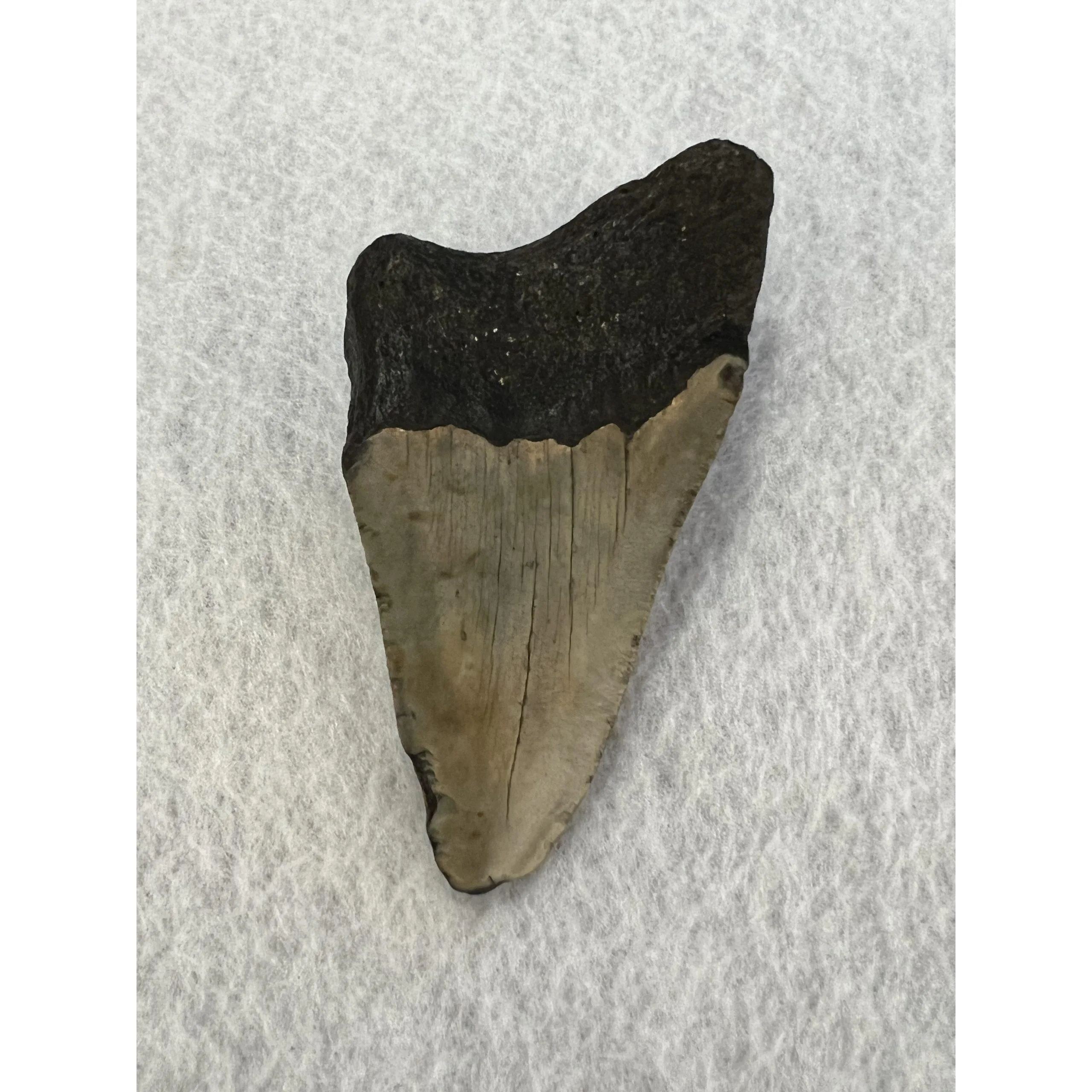 Megalodon Partial Tooth,  South Carolina 4.15 inch Prehistoric Online
