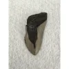 Megalodon Partial Tooth  South Carolina 4.15 inch Prehistoric Online