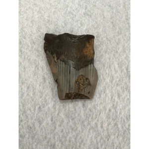 Megalodon Partial Tooth  South Carolina 2.55 inch Prehistoric Online