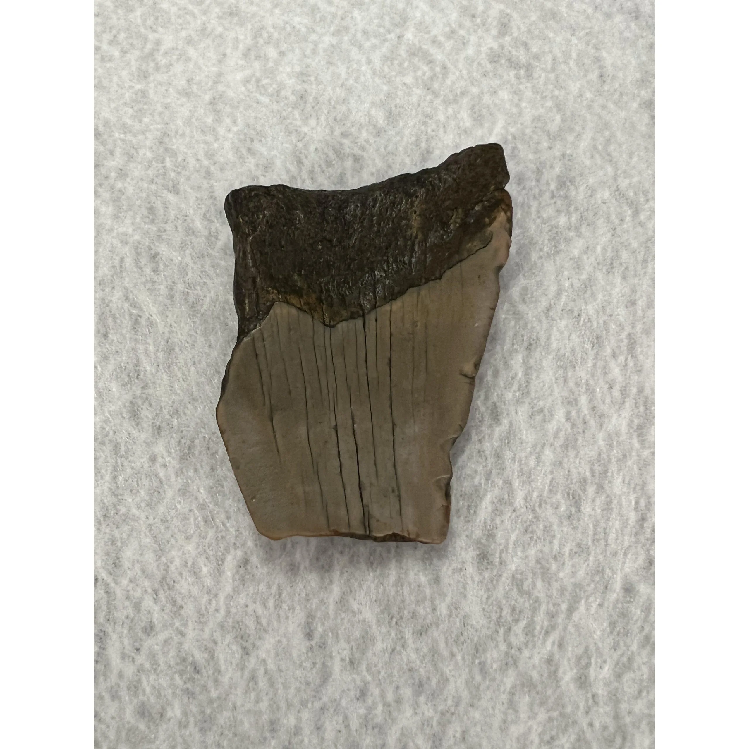 Megalodon Partial Tooth, South Carolina, 2.55 inch Prehistoric Online