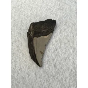 Megalodon Partial Tooth  South Carolina 2.90 inch Prehistoric Online