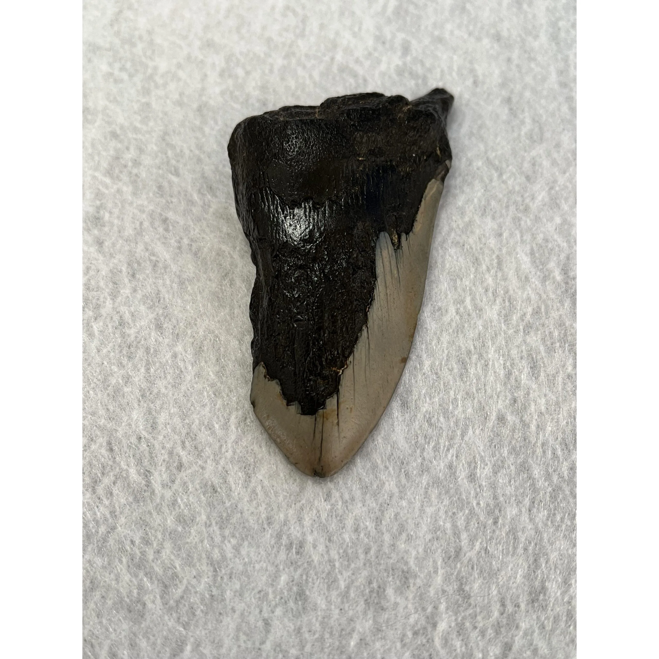 Megalodon Partial Tooth, South Carolina, 4.27 inch Prehistoric Online