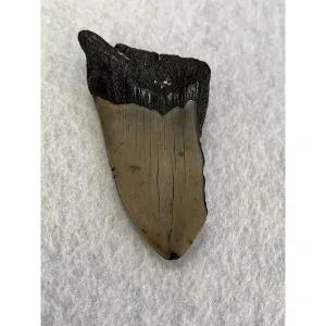 Megalodon Partial Tooth  South Carolina 4.27 inch Prehistoric Online