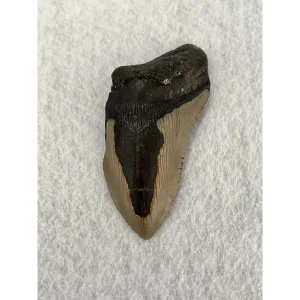 Megalodon Partial Tooth  South Carolina 4.67 inch Prehistoric Online