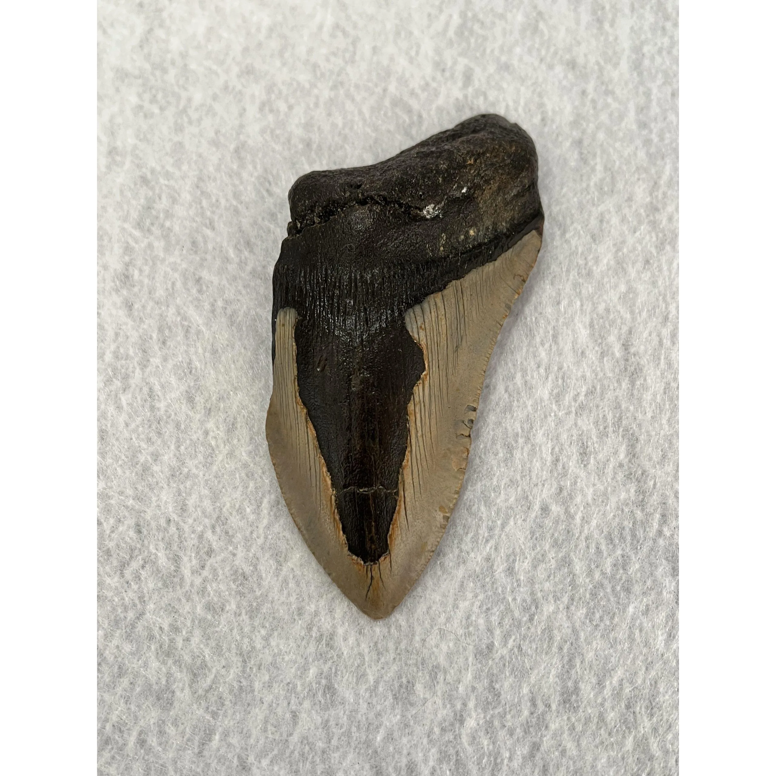 Megalodon Partial Tooth,  South Carolina, 4.67 inch Prehistoric Online