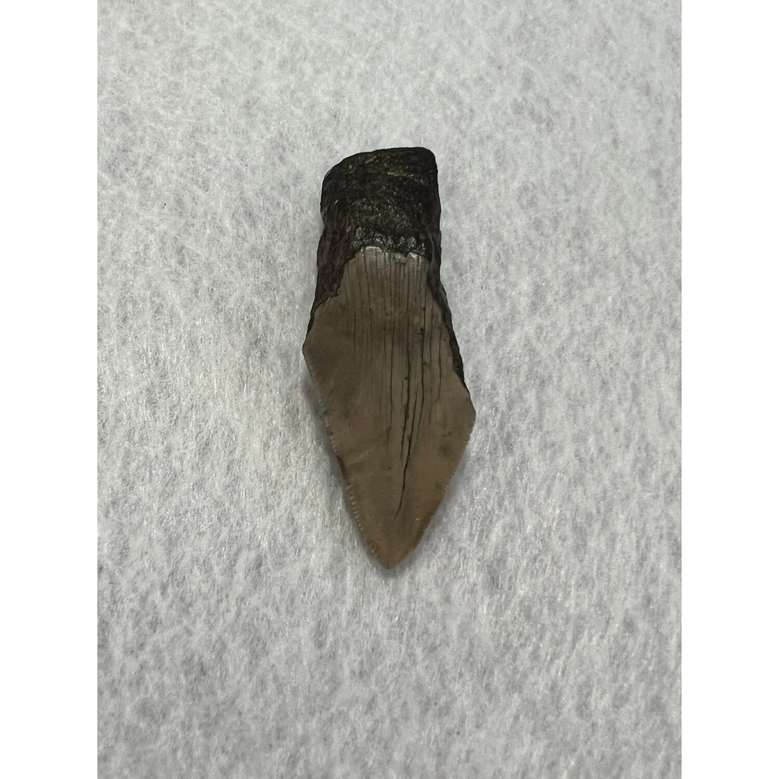 Megalodon Partial Tooth,  South Carolina, 2.69 inch Prehistoric Online