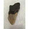 Megalodon Partial Tooth  South Carolina 5.57 inch Prehistoric Online