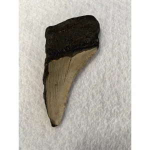 Megalodon Partial Tooth  South Carolina 5.20 inch Prehistoric Online
