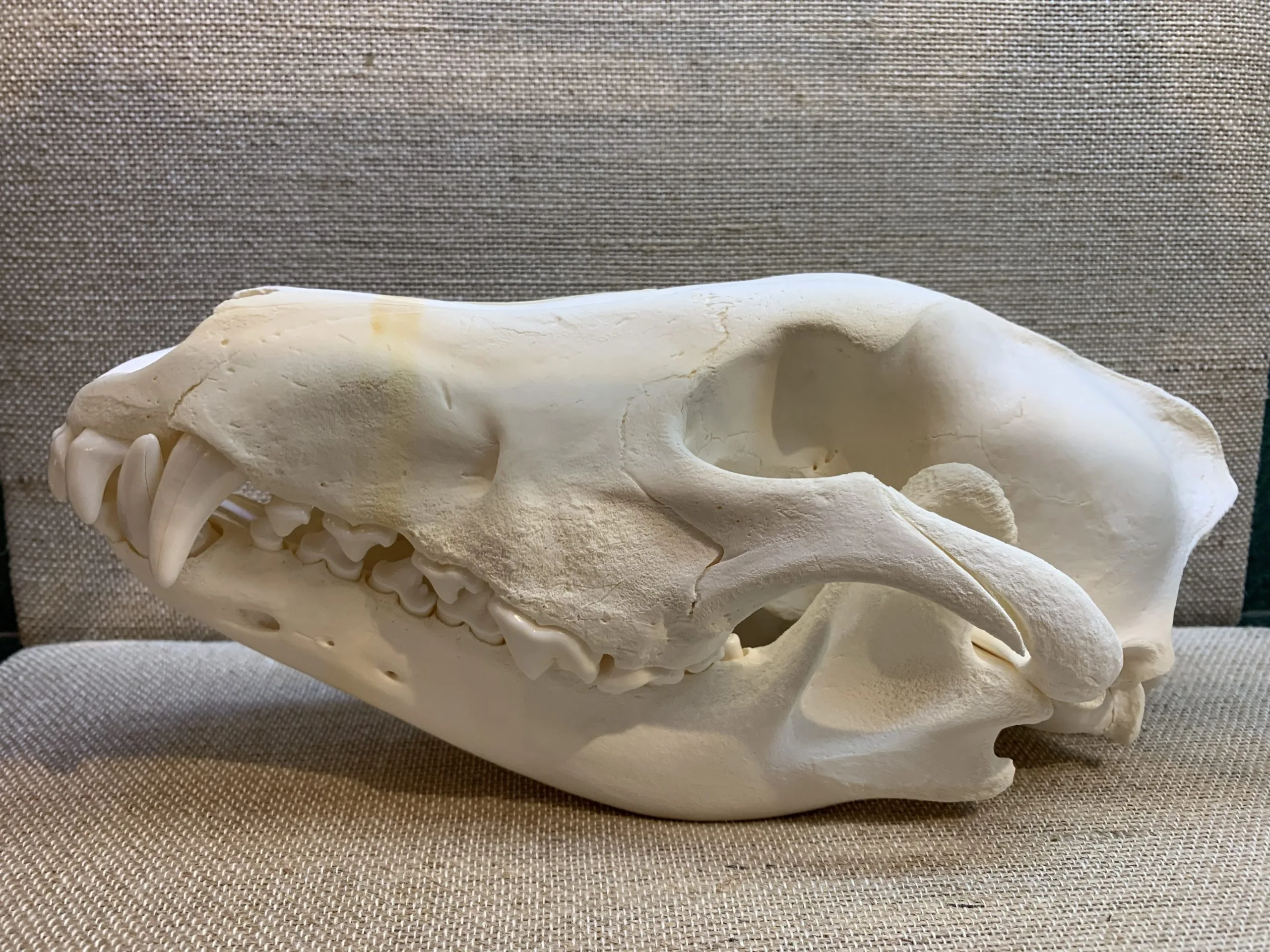 Wolf Skull, Exceptional and Large Prehistoric Online