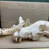 Wolf Skull, Exceptional and Large Prehistoric Online