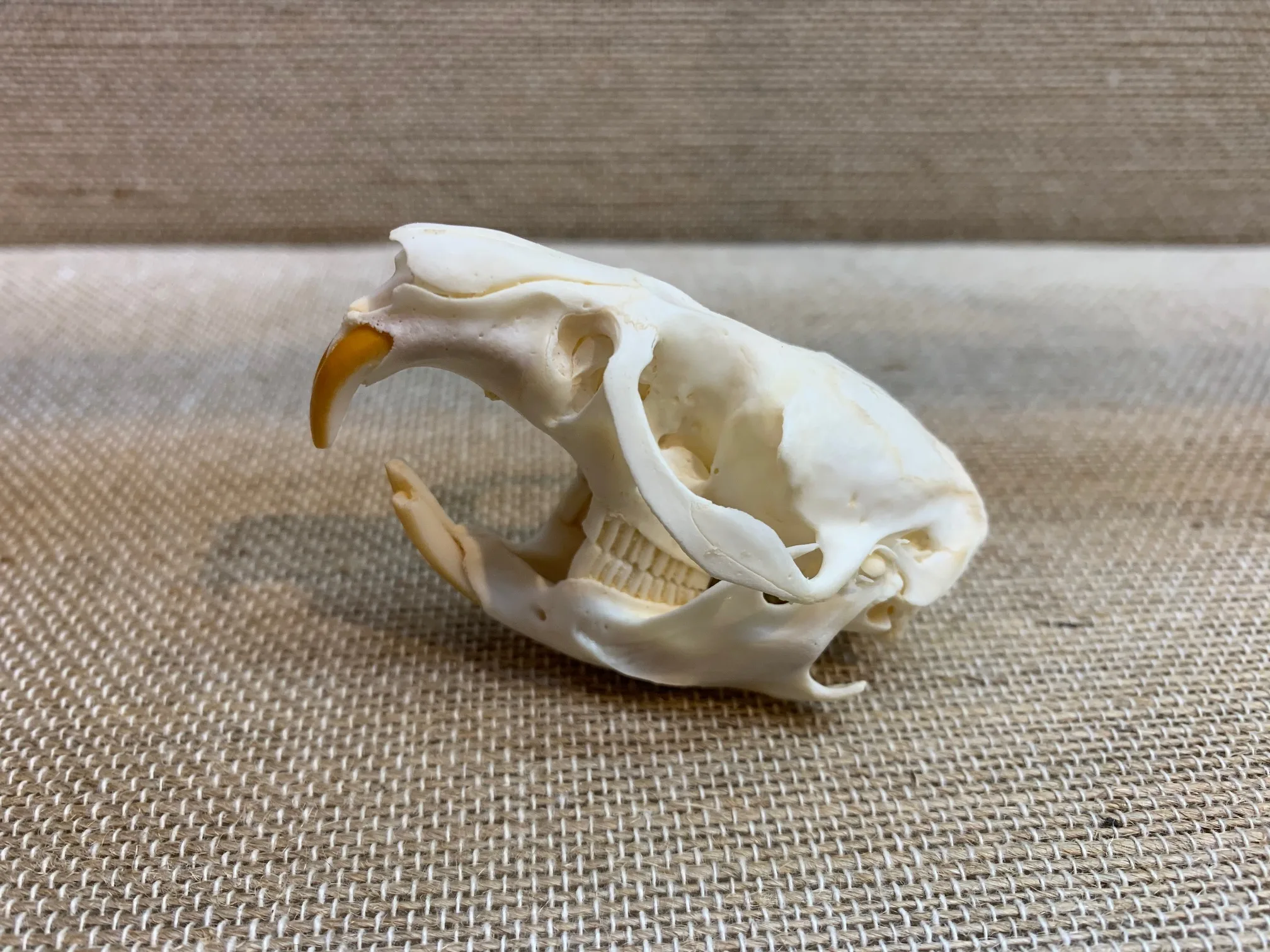 Muskrat Skull, Exceptional Prehistoric Online