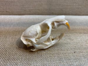Muskrat Skull, Exceptional Prehistoric Online