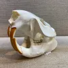Beaver Skull, Exceptional and Large Prehistoric Online