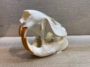 Beaver Skull, Exceptional and Large Prehistoric Online