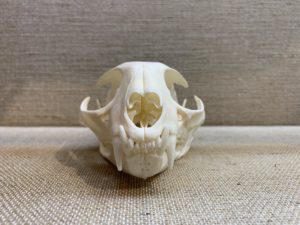 Bobcat Skull, Canada Prehistoric Online