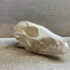 Grey Fox Skull, Exceptional Prehistoric Online