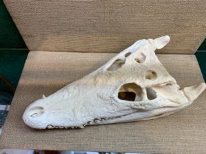 Crocodile Skull, Large Size Prehistoric Online