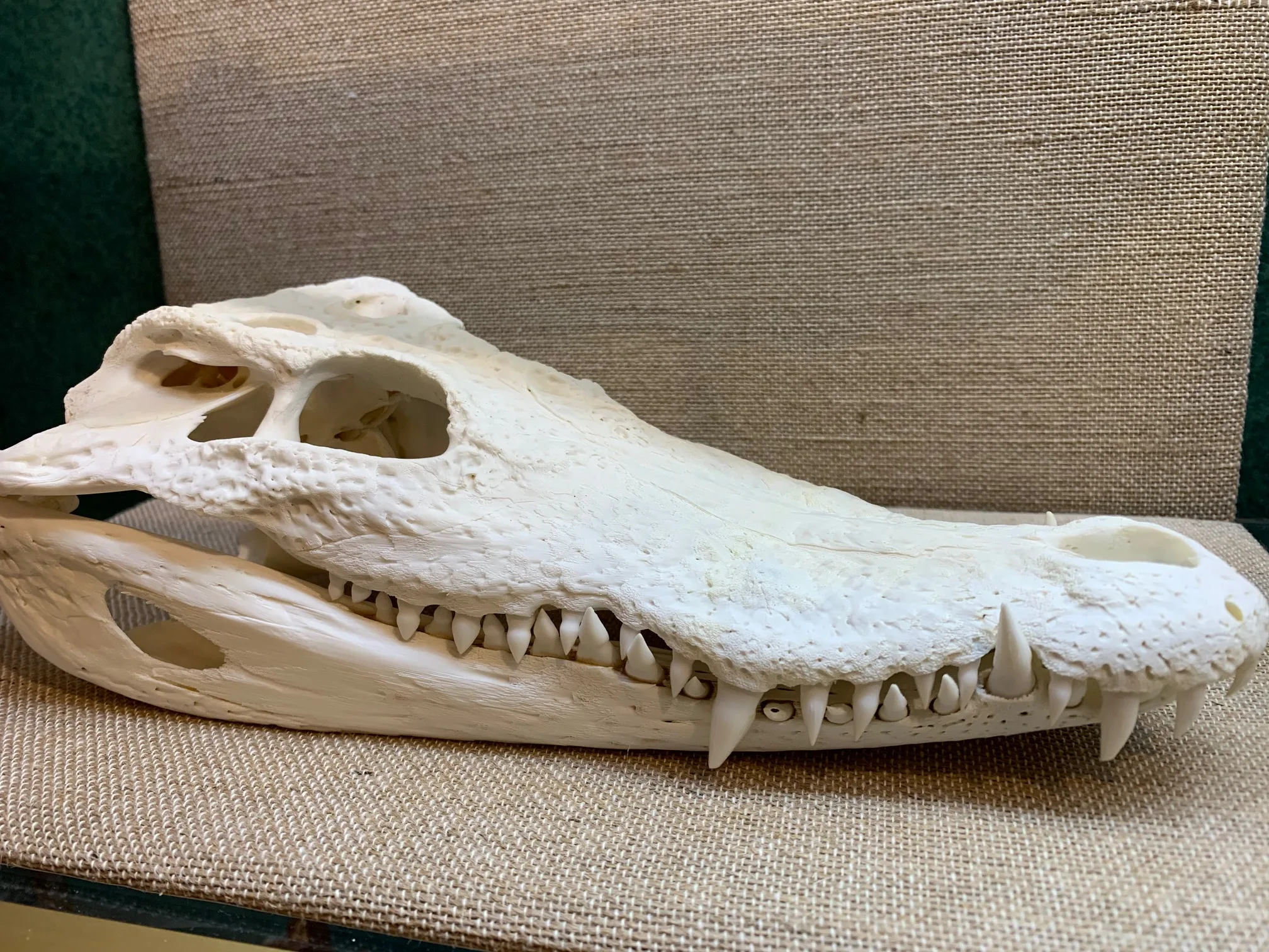 Crocodile Skull, Large Size Prehistoric Online