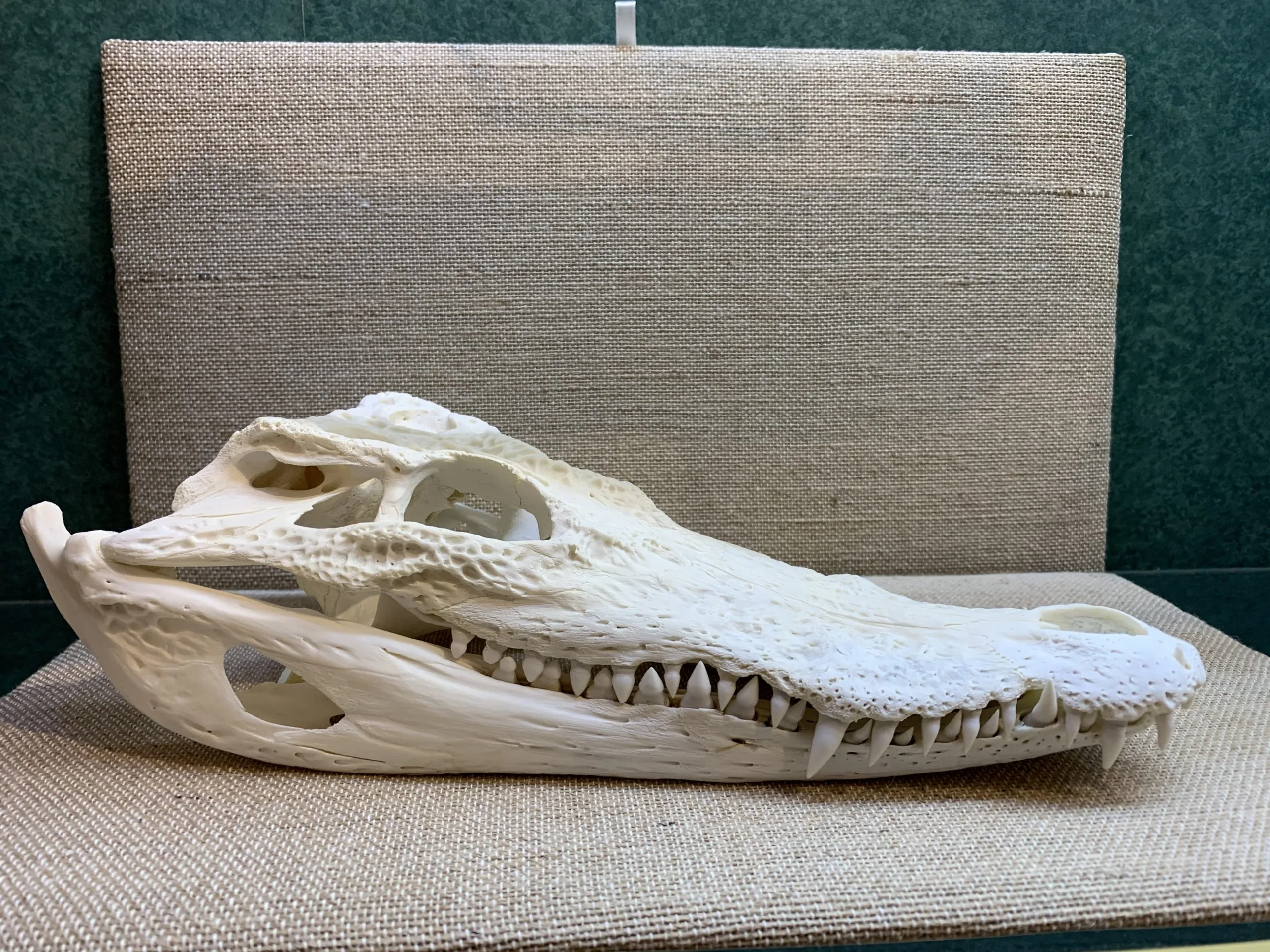Crocodile Skull, Med Size Prehistoric Online