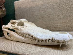 Crocodile Skull, Med Size Prehistoric Online