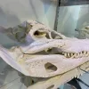 Crocodile Skull, Record size Prehistoric Online