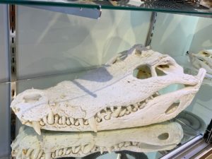 Crocodile Skull, Record size Prehistoric Online