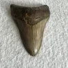 Megalodon Tooth South Carolina 4.22 inch Prehistoric Online