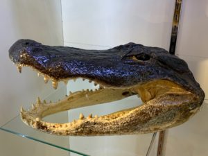 Alligator Head, Massive Prehistoric Online