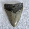 Megalodon Tooth South Carolina 4.77 inch Prehistoric Online