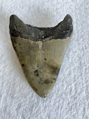 Megalodon Tooth South Carolina 4.77 inch Prehistoric Online