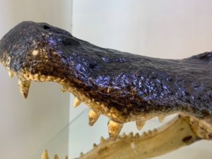 Alligator Head, Massive Prehistoric Online