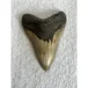 Megalodon Tooth South Carolina 4.65 inch Prehistoric Online