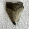 Megalodon Tooth South Carolina 4.55 inch Prehistoric Online