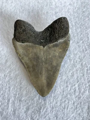 Megalodon Tooth South Carolina 4.55 inch Prehistoric Online