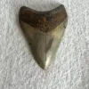 Megalodon Tooth South Carolina 4.05 inch Prehistoric Online