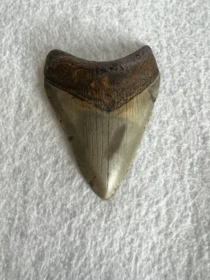 Megalodon Tooth South Carolina 4.05 inch Prehistoric Online