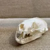 Mink Skull, Exceptional Prehistoric Online