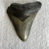 Megalodon Tooth South Carolina 4.97 inch Prehistoric Online