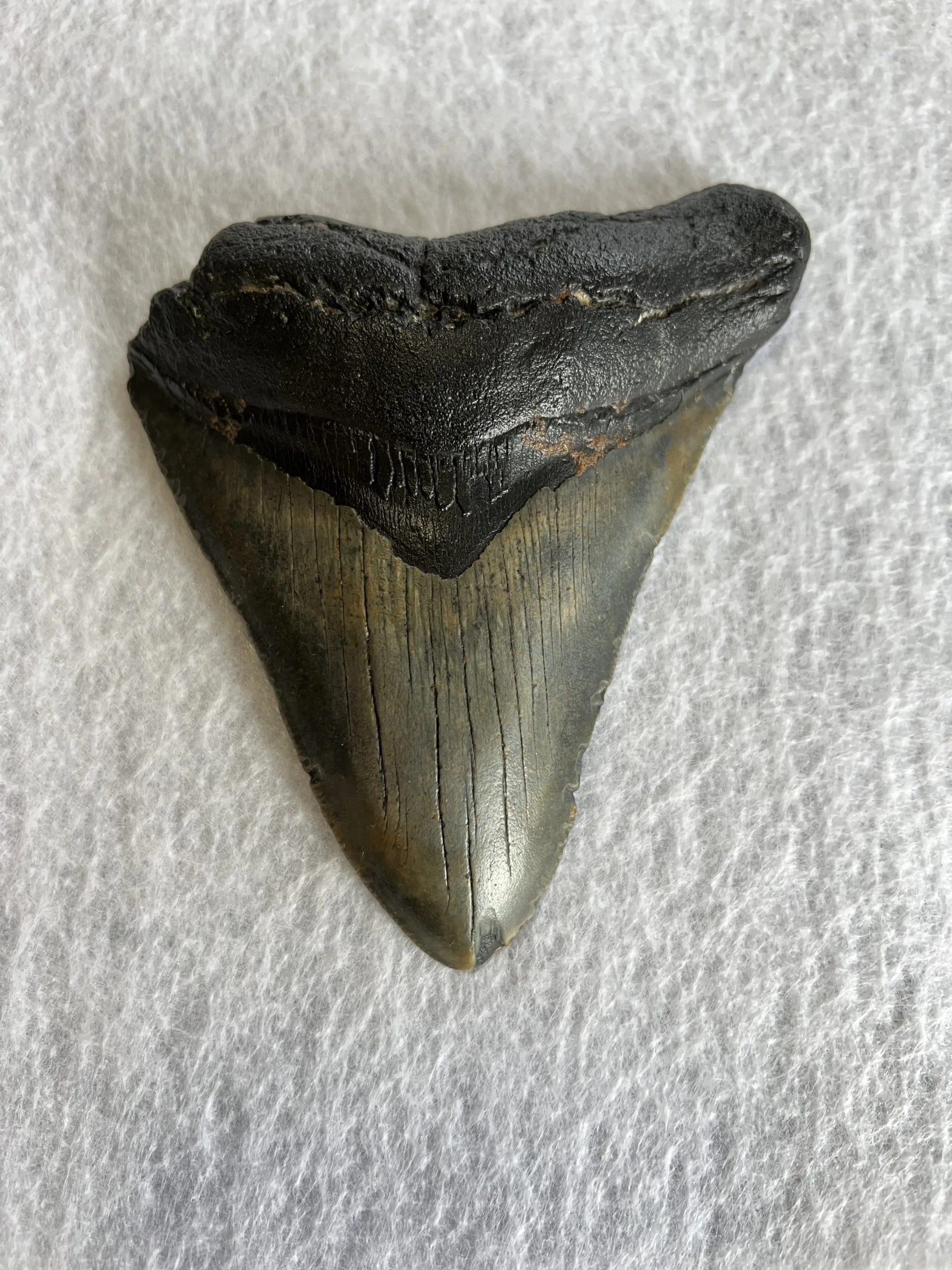 Megalodon Tooth South Carolina 4.97 inch Prehistoric Online